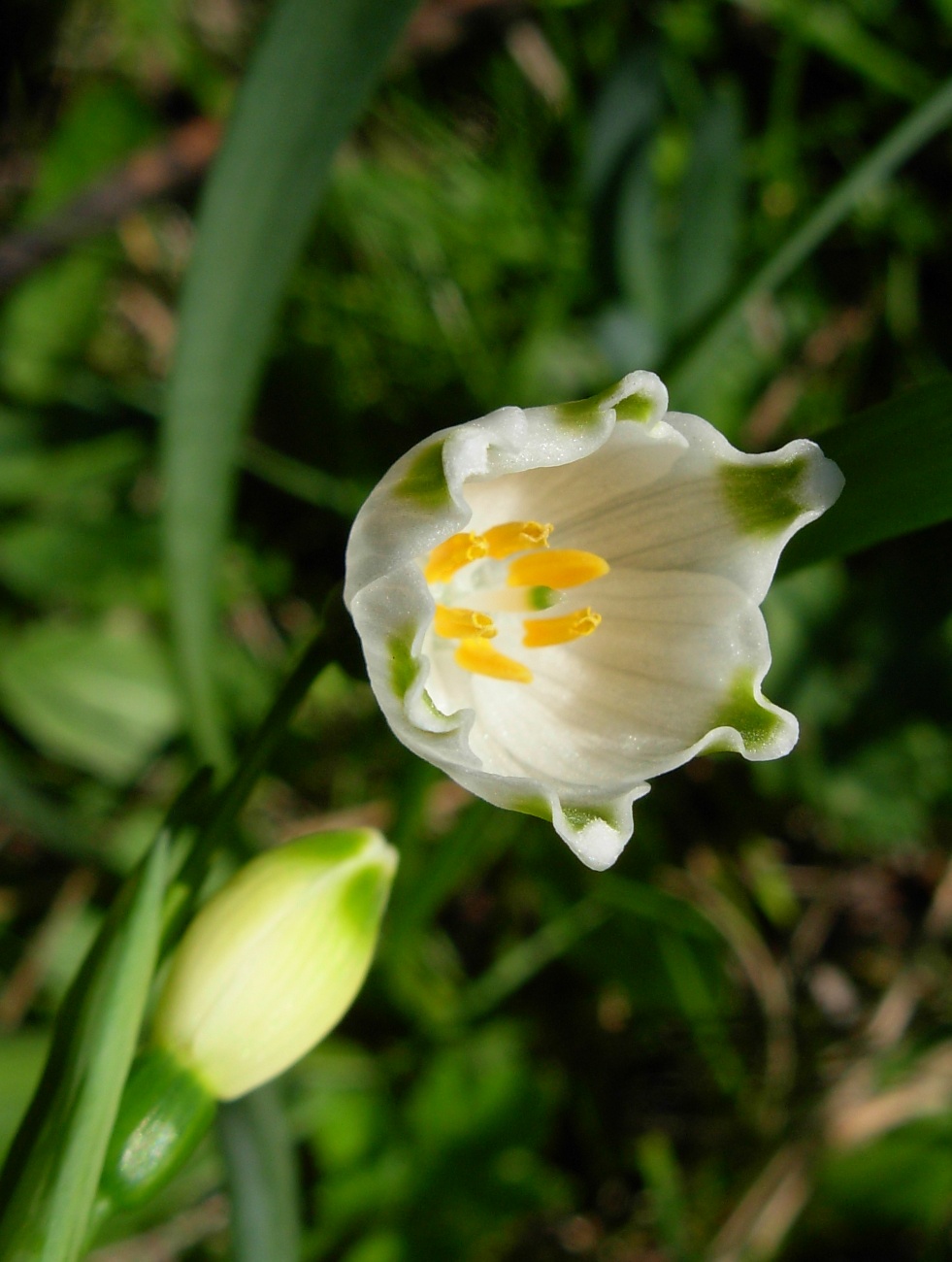 Leucojum aestivum L. subsp. pulchellum (Salisb.) Briq.